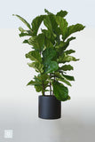 Ficus lyrata