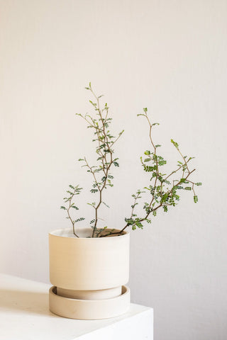 Flower pot