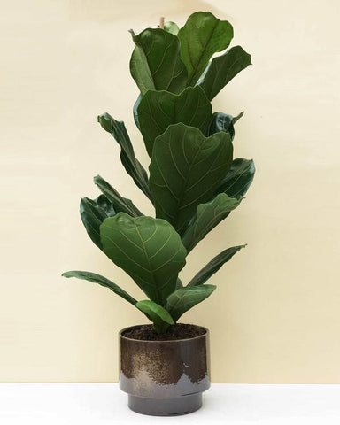 Ficus lyrata XL